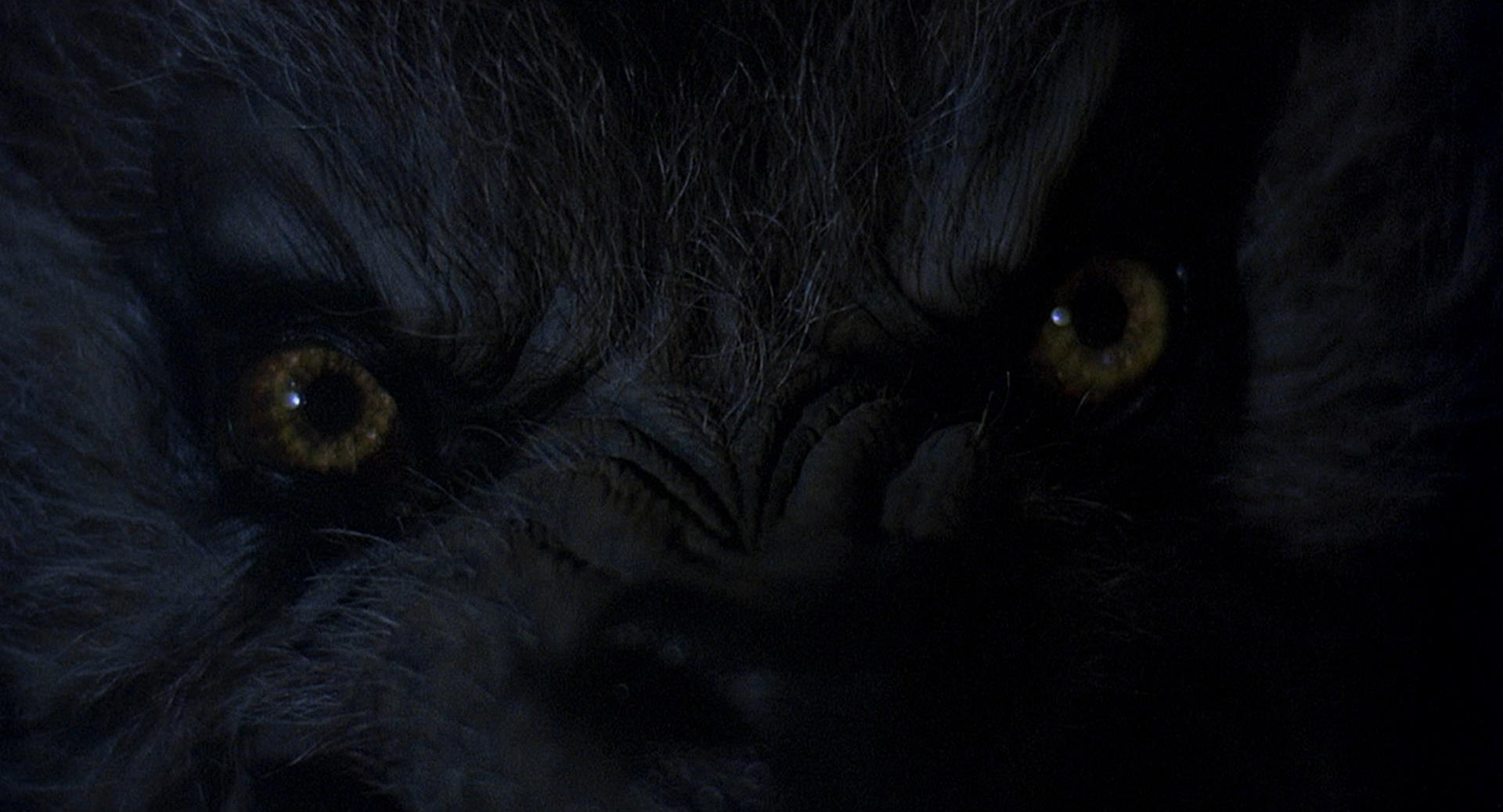 An American Werewolf in London
