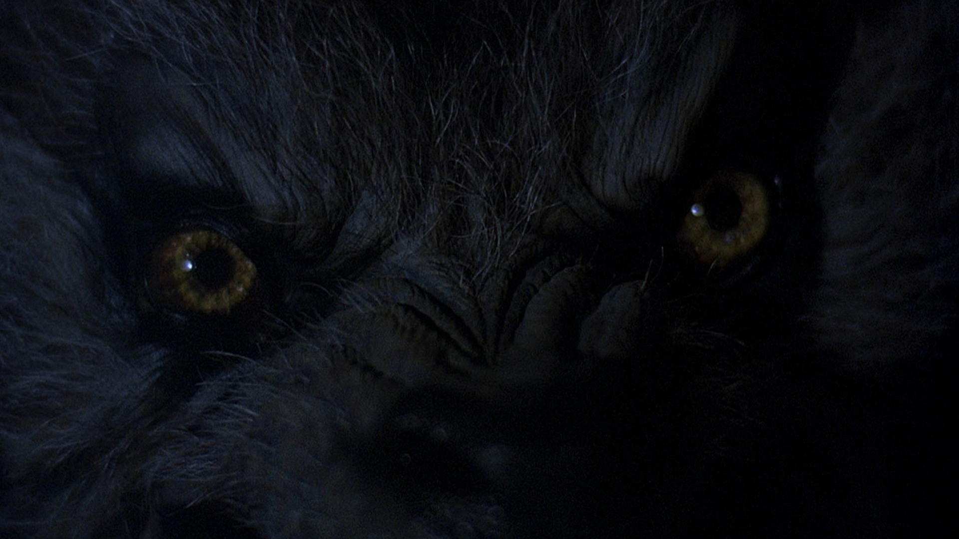 An American Werewolf in London