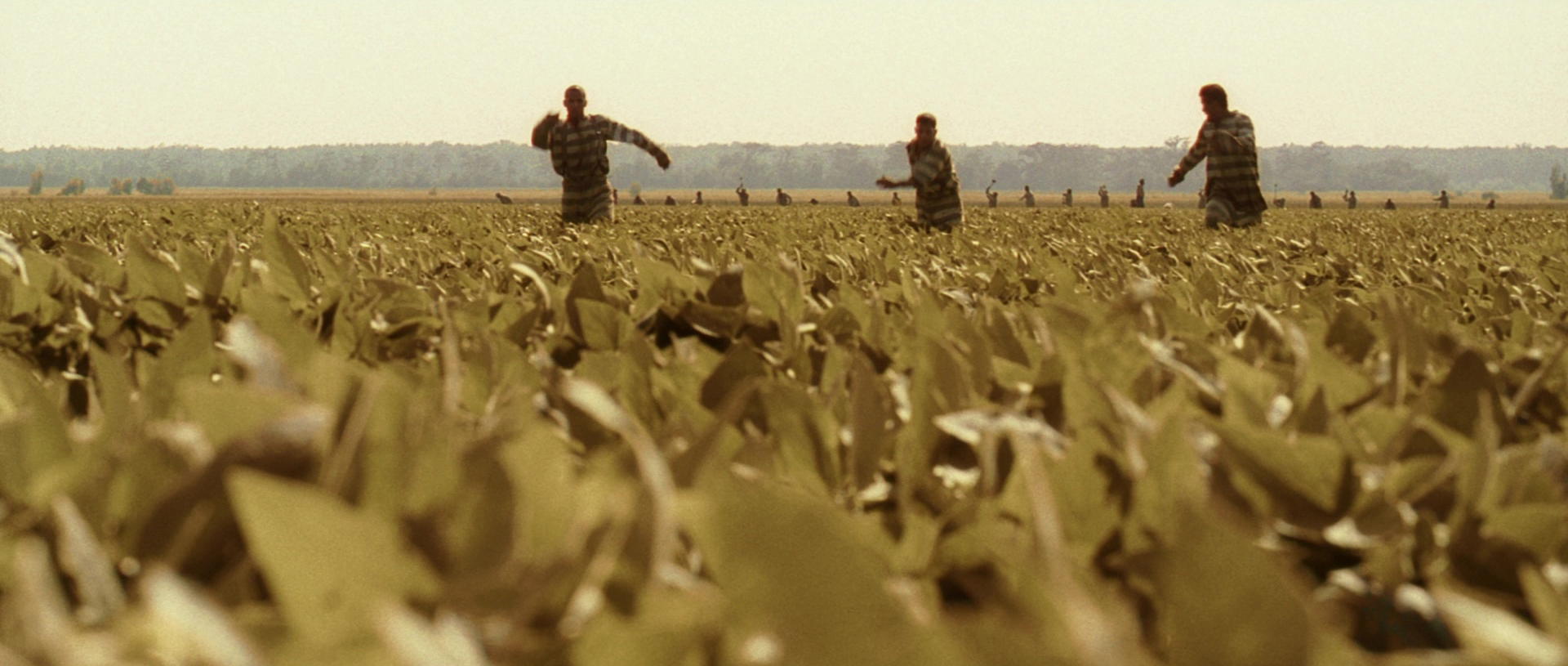 O Brother, Where Art Thou?