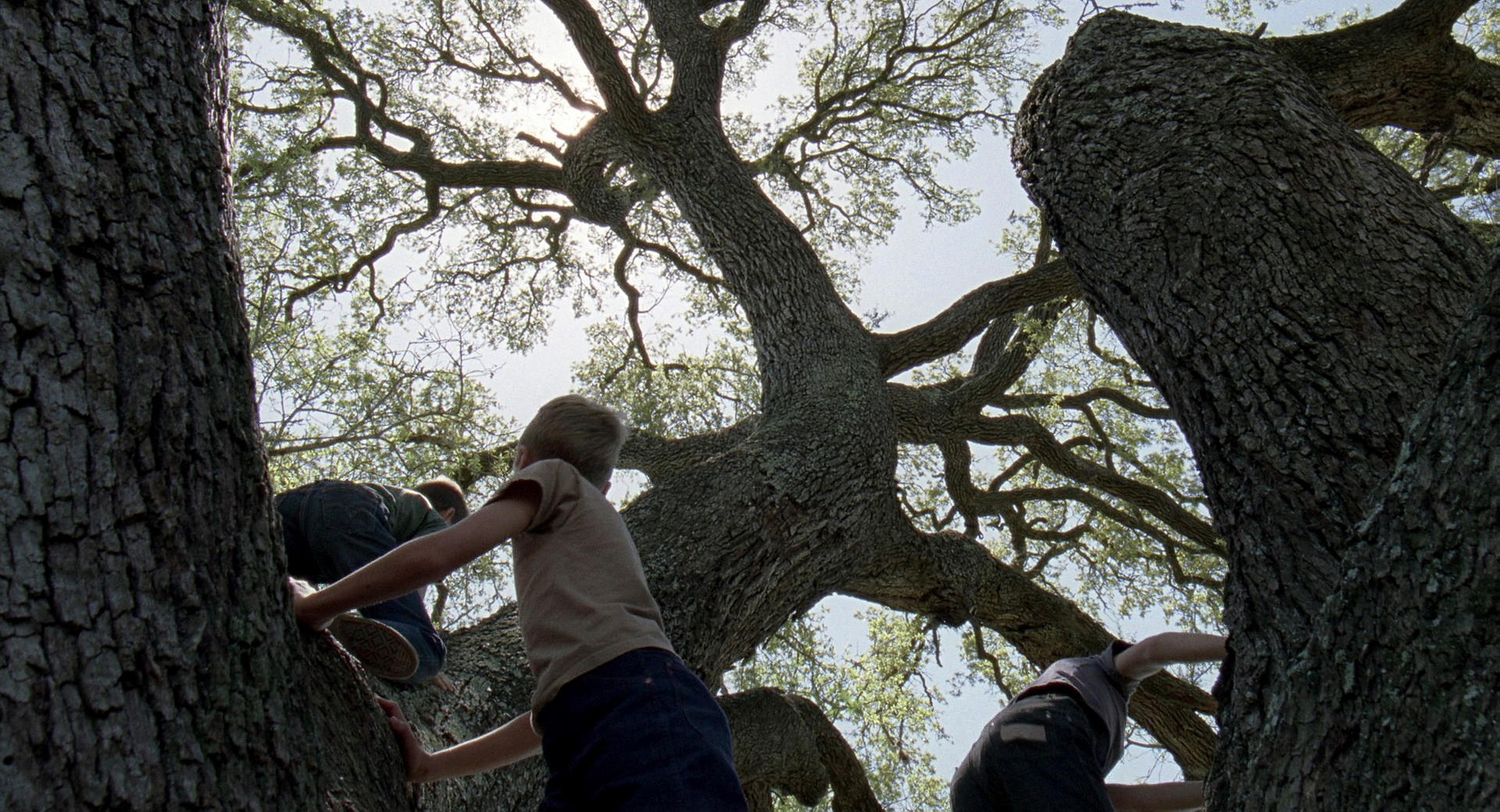 The Tree of Life