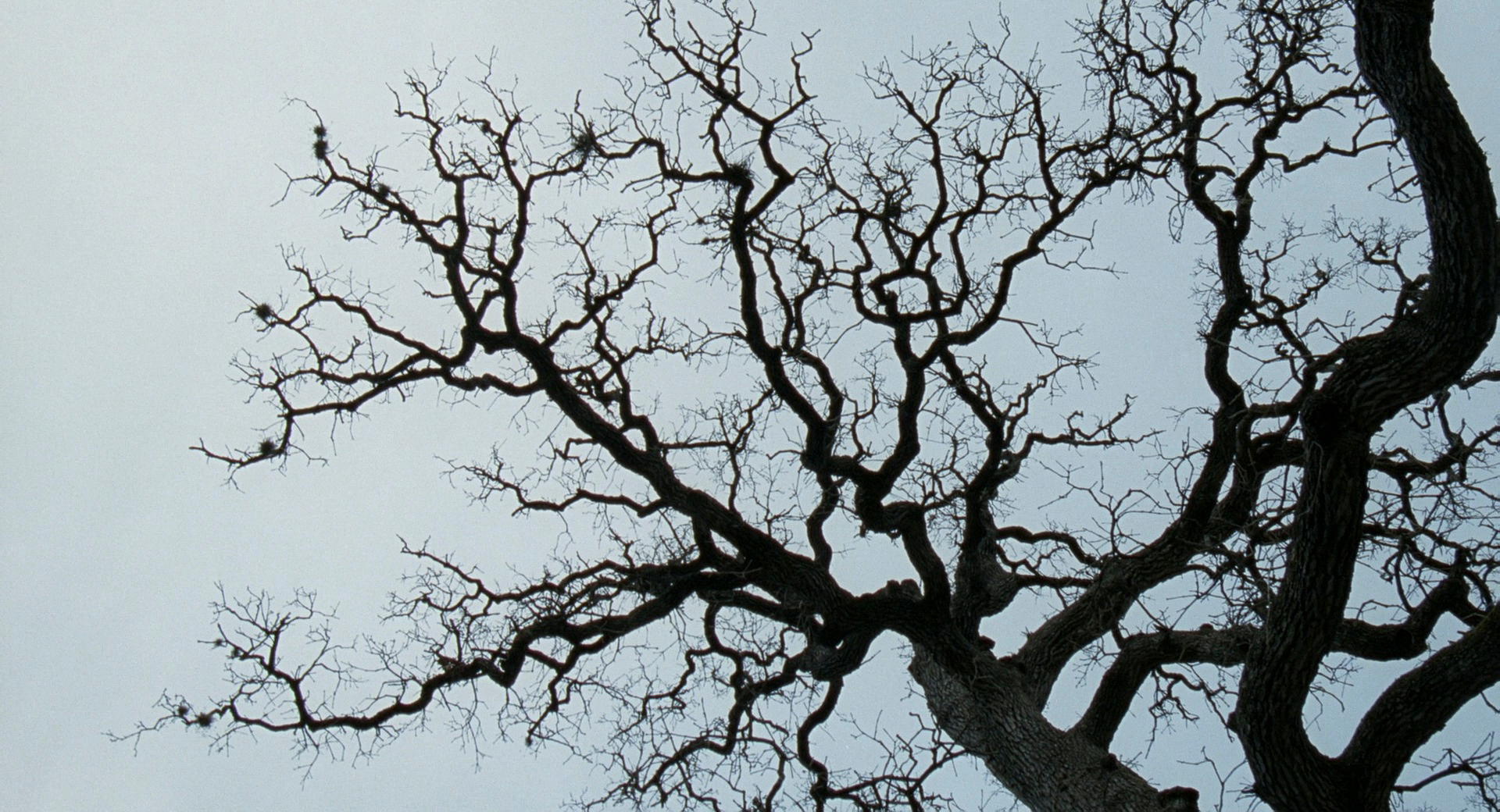The Tree of Life
