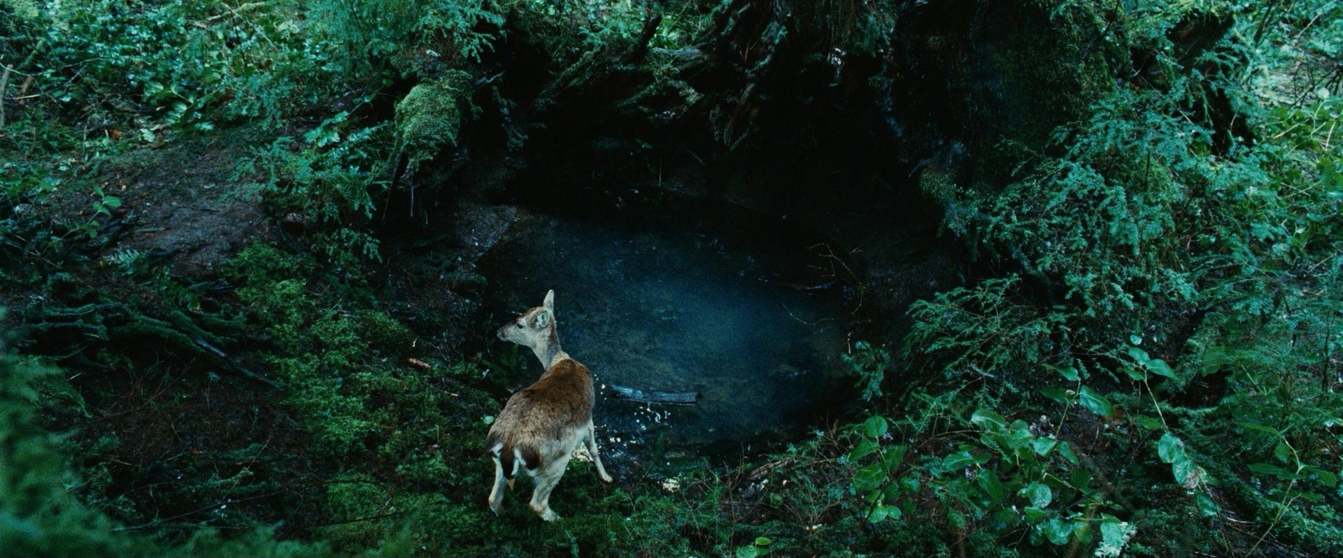 Twilight
