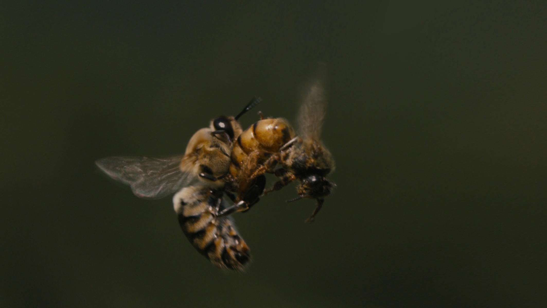 More Than Honey