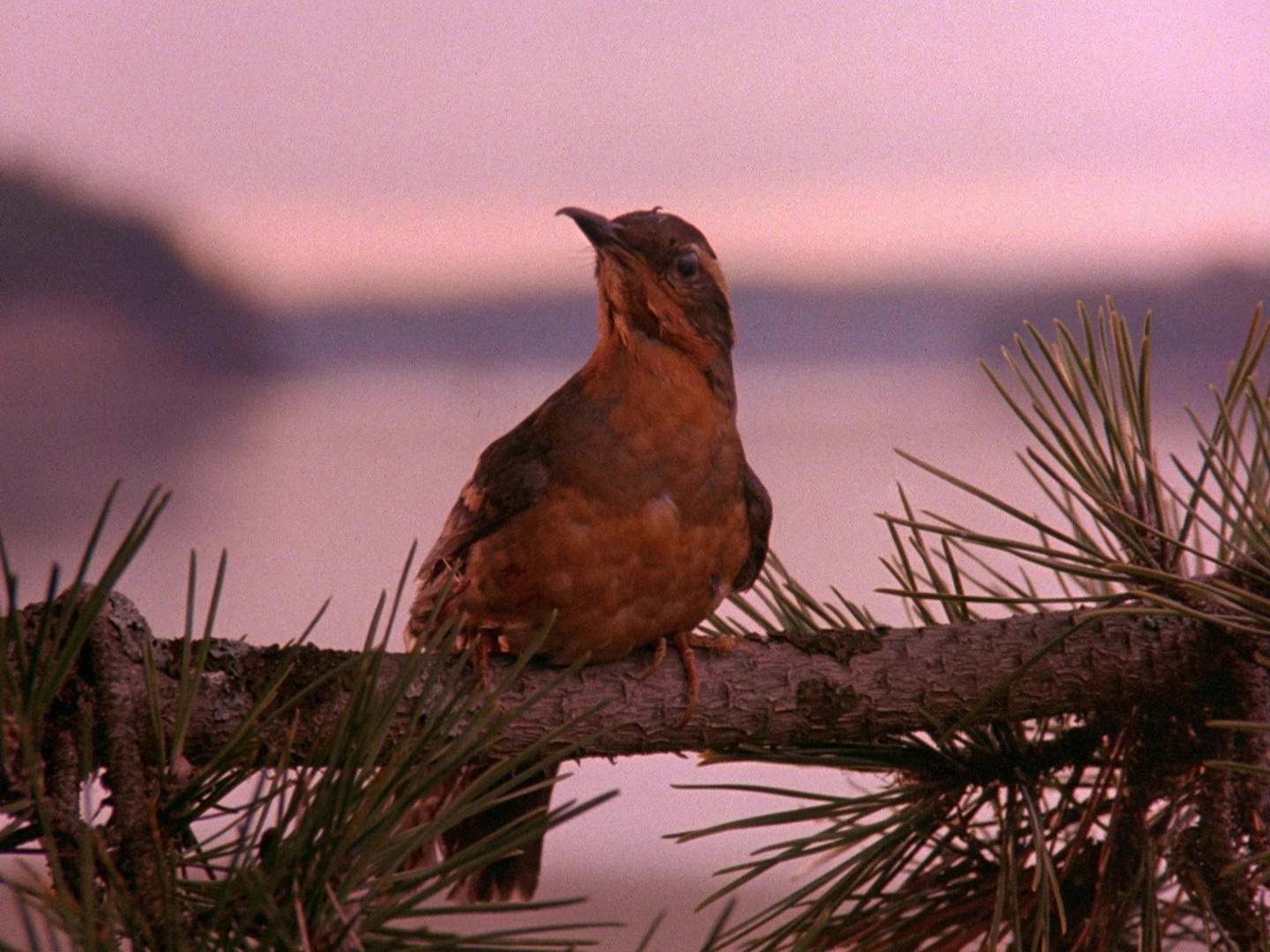 Twin Peaks – Pilot